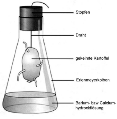 Erlenmeyerkolben mit Hydroxidlösung, darin aufgehängte gekeimte Kartoffel an Draht und Stopfen